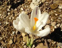 Crocus in the garden at Mazzaforte, Spring 2009