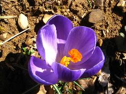 Crocus in the garden at Mazzaforte, Spring 2009 